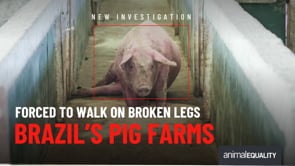 What happens inside Brazil’s pig farms | Animal Equality Investigation 2026