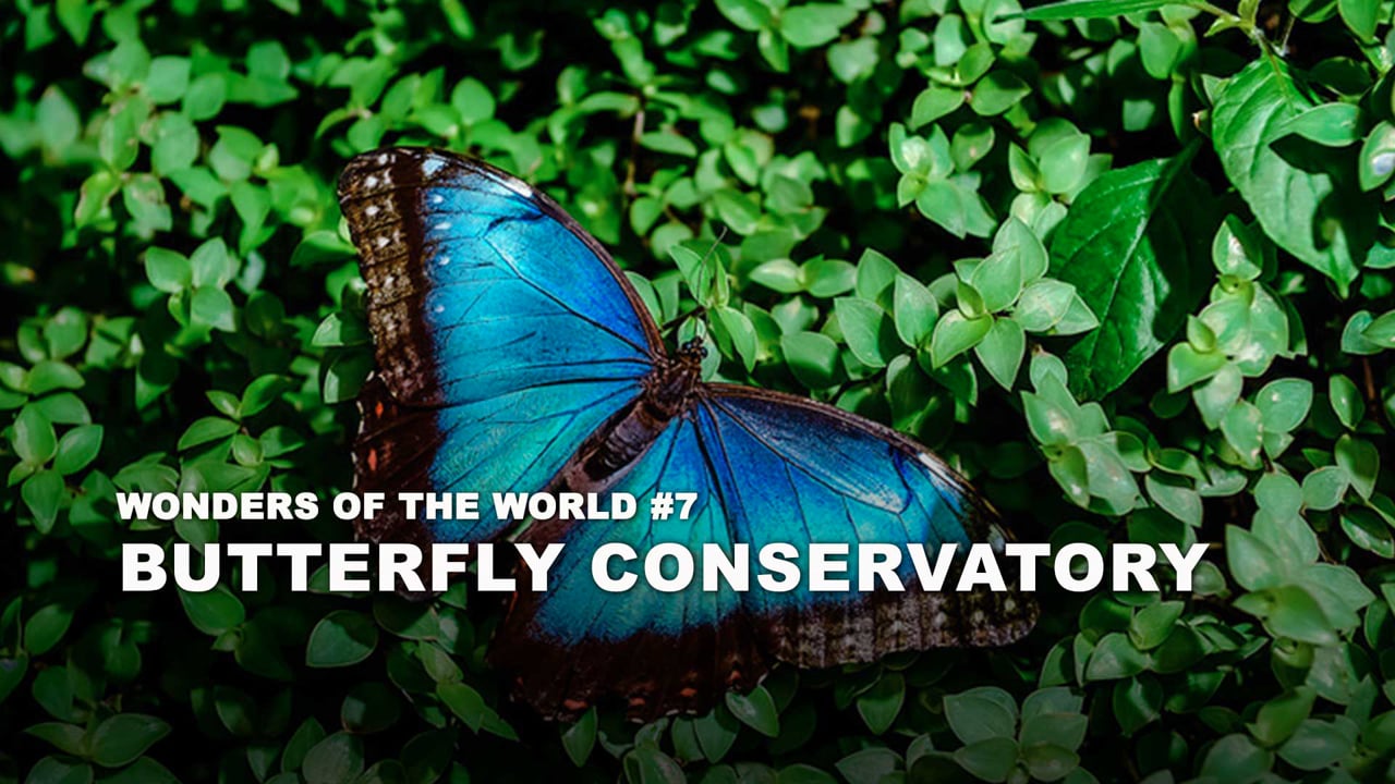 WOW - 07 - Butterfly Conservatory