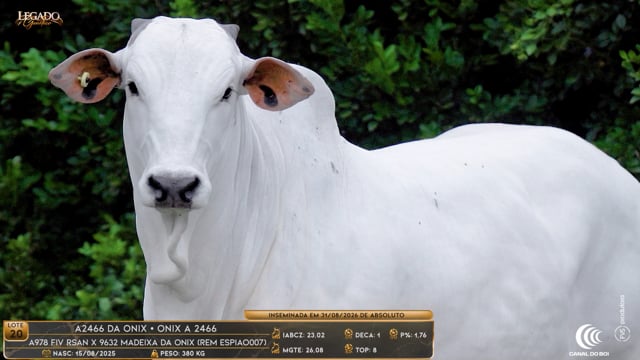 Lote 20