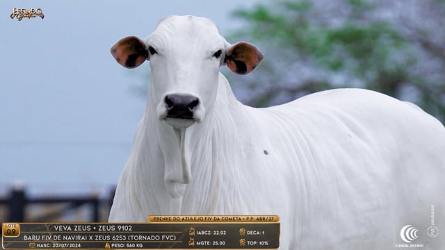 Lote 09