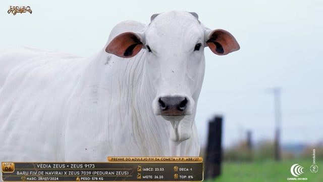 Lote 06