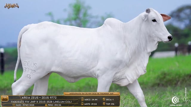 Lote 03