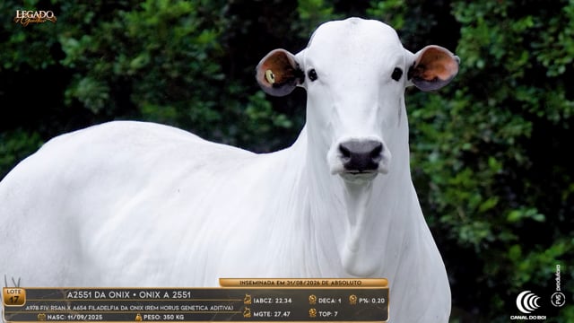 Lote 17