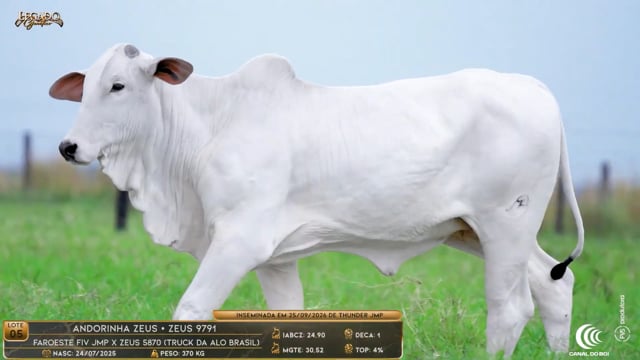 Lote 05
