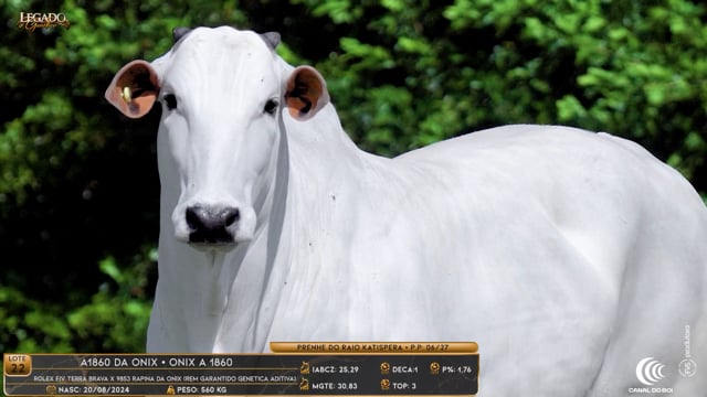 Lote 22