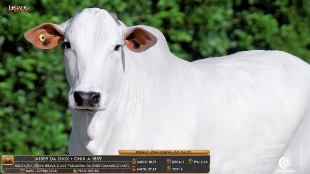 Lote 24
