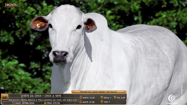 Lote 27