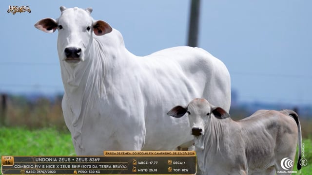 Lote 16