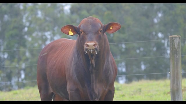 Lote 21