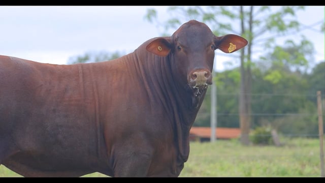 Lote 23