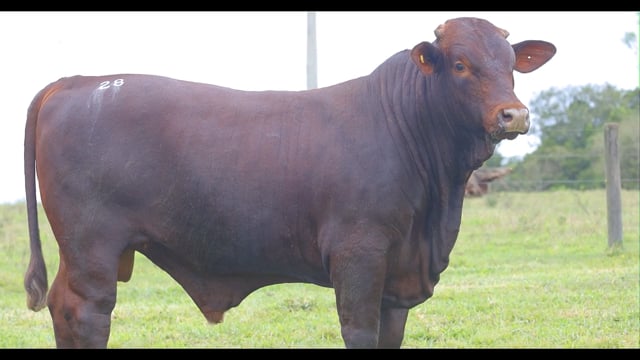 Lote 28