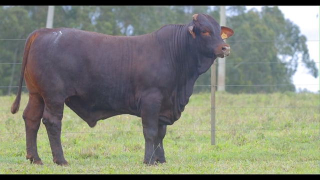 Lote 31