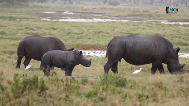 Black rhinoceros