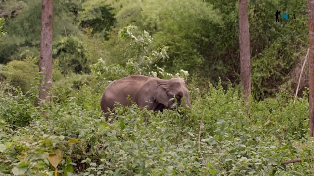 Asian Elephant
