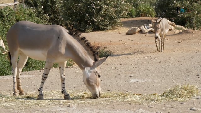 African Wild Ass