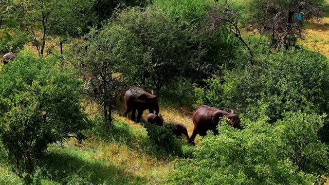 African Forest Elephant