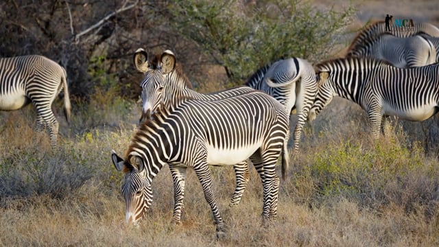Grévy’s zebra