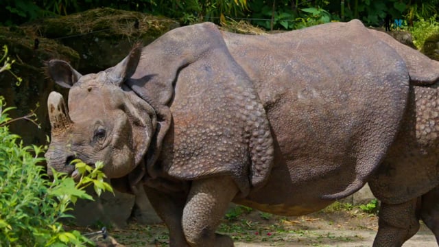 Indian rhinoceros