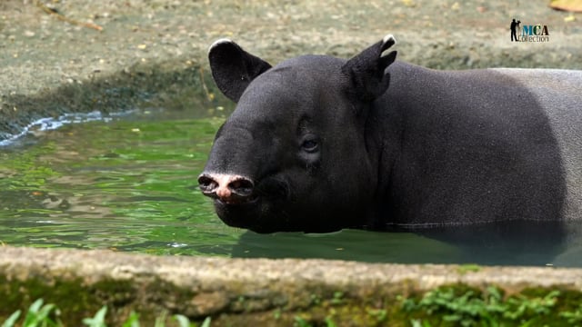 Malayan Tapir