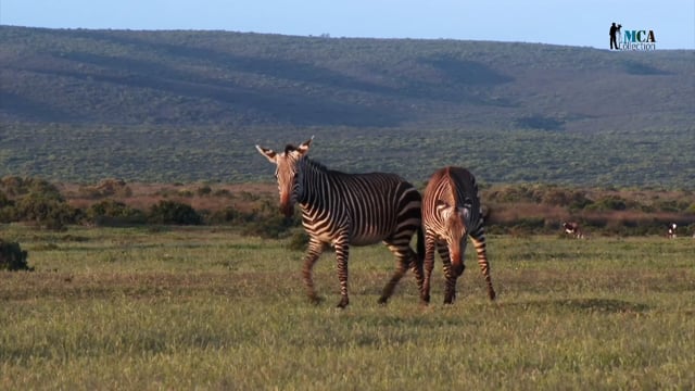 Mountain Zebra