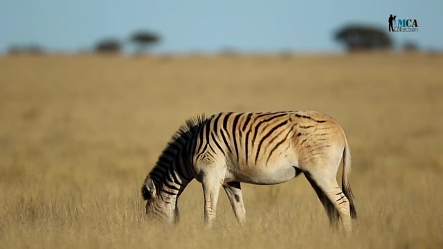 Plains Zebra