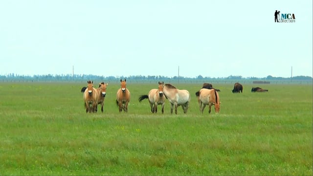 Przewalski’s horse