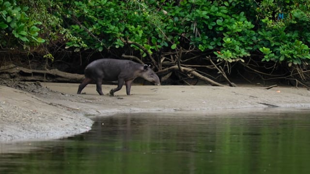 South American tapir