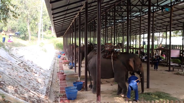Thailand, Lampang Thai Elephant Conservation center