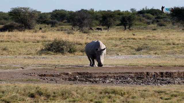 White rhinoceros