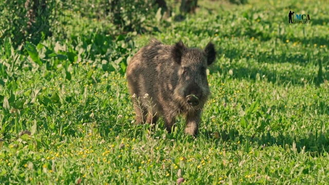 Wild Boar