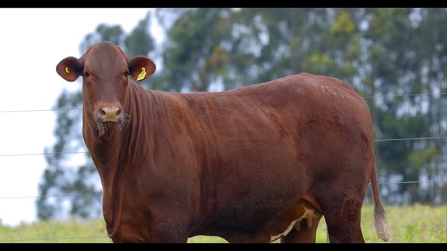 Lote 01