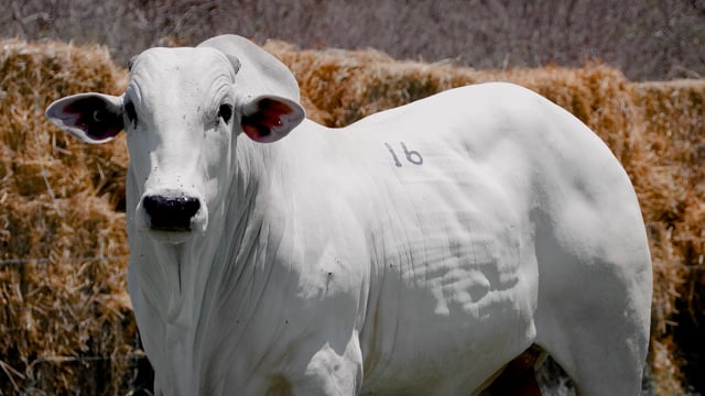 Lote 16