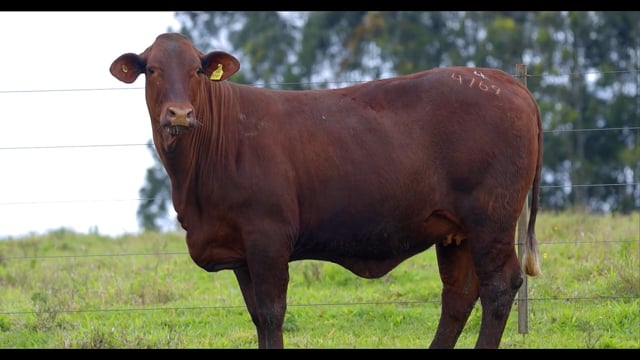 Lote 04