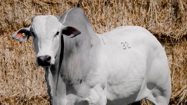 Lote 32