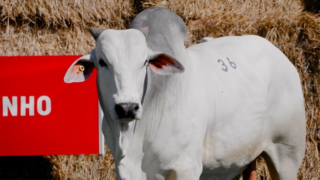 Lote 36