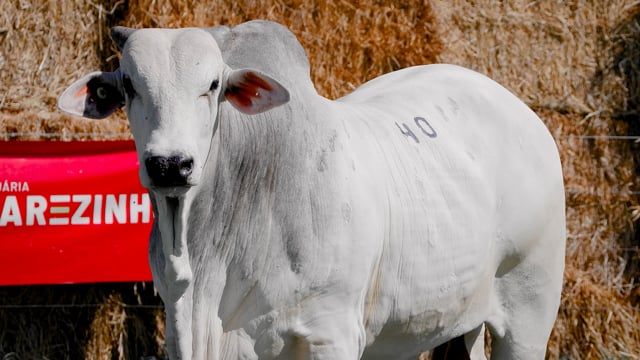 Lote 40
