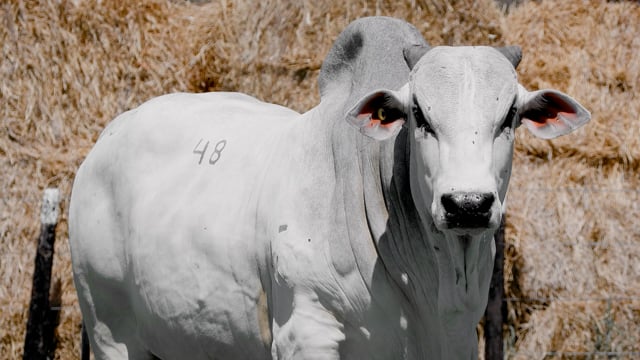 Lote 48