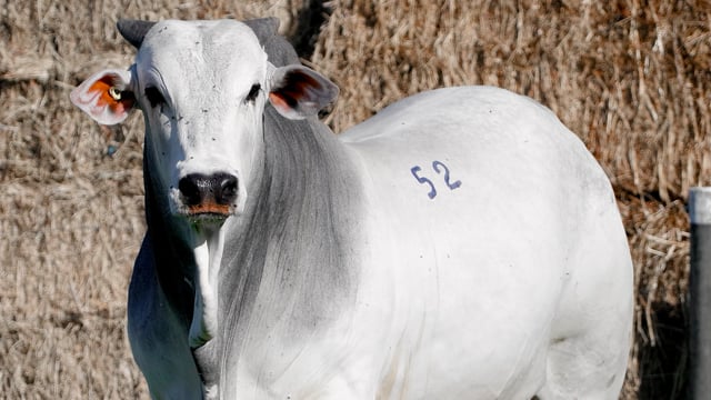 Lote 52