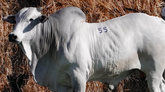 Lote 55