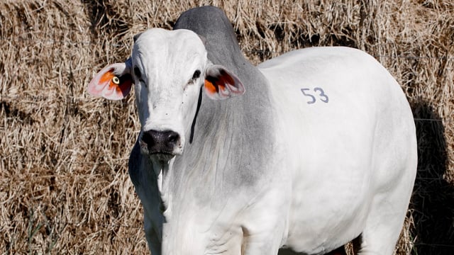 Lote 53