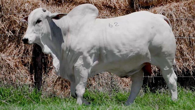 Lote 62