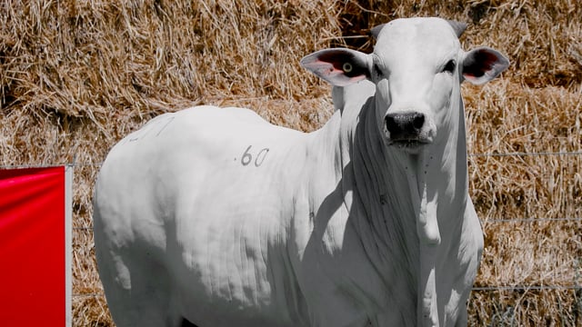 Lote 60