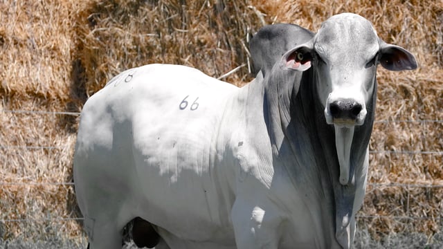 Lote 66