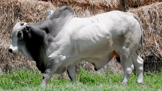 Lote 67