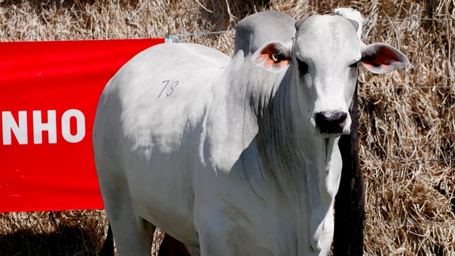 Lote 78