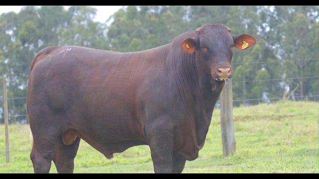 Lote 24
