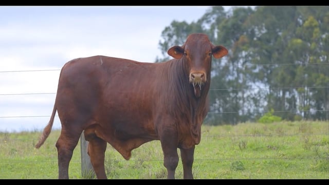 Lote 34