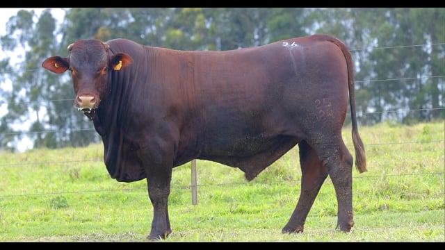 Lote 36