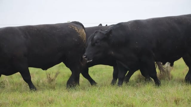 TOUROS ANGUS PRETOS