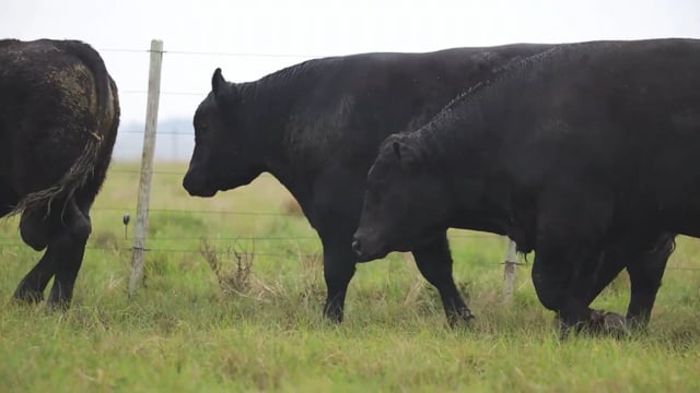 4 TOUROS ANGUS PRETOS